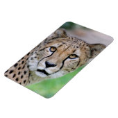 Magnet Flexible Cheetah 009 (Côté Gauche)