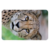 Magnet Flexible Cheetah 009 (Horizontal)