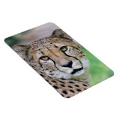 Magnet Flexible Cheetah 009 (Côté Droit)