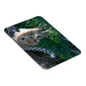 Magnet Flexible Cheetah à la chasse (Côté Droit)