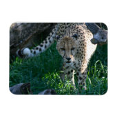 Magnet Flexible Cheetah à la chasse (Horizontal)