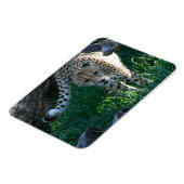 Magnet Flexible Cheetah à la chasse (Côté Gauche)