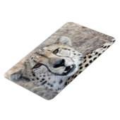 Magnet Flexible Cheetah Portrait (Côté Gauche)