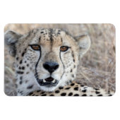Magnet Flexible Cheetah Portrait (Horizontal)