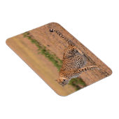 Magnet Flexible Cheetah se repose tôt le matin (Côté Droit)