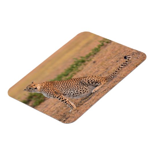 Magnet Flexible Cheetah se repose tôt le matin (Côté Gauche)