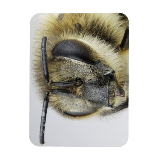 Magnet Flexible Chef d'abeille (Vertical)