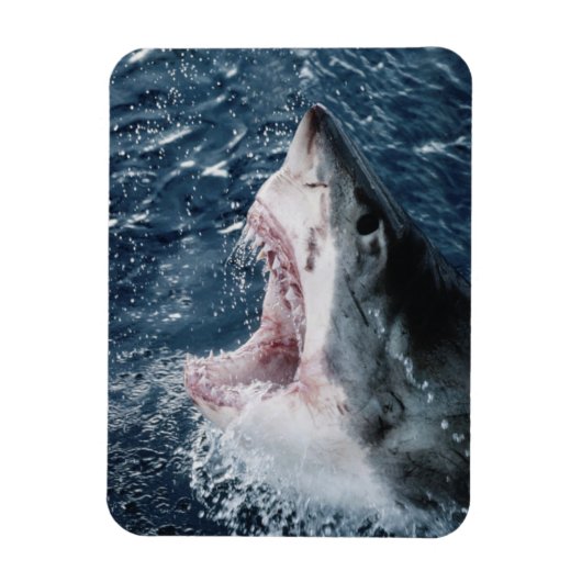 Magnet Flexible Chef du grand requin blanc (Vertical)
