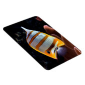 Magnet Flexible Chelmon rostratus (Côté Droit)