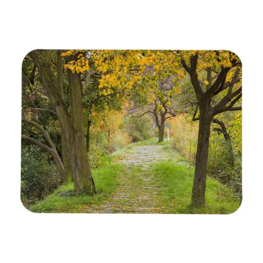 Magnet Flexible Chemin bordé d'arbres en automne (Horizontal)