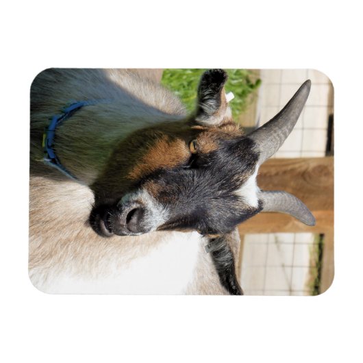 MAGNET FLEXIBLE CHÈQUE (Horizontal)