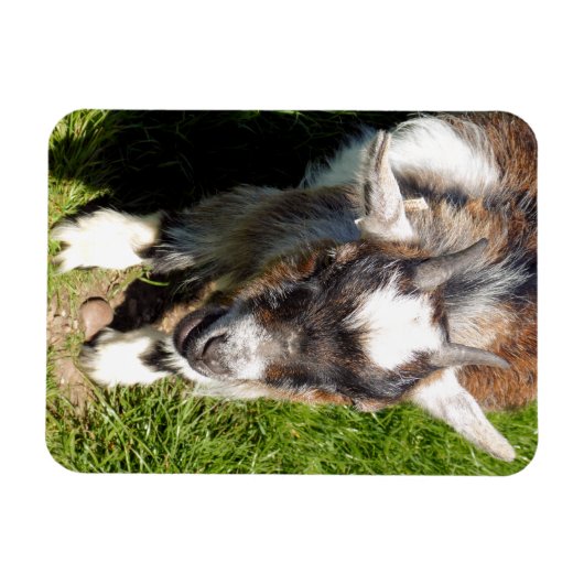 MAGNET FLEXIBLE CHÈQUE CUTE (Horizontal)