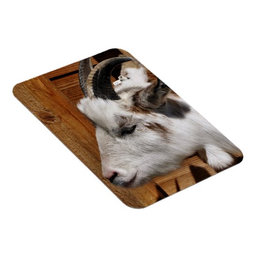 MAGNET FLEXIBLE CHÈQUE CUTE (Côté Droit)