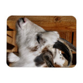 MAGNET FLEXIBLE CHÈQUE CUTE (Horizontal)