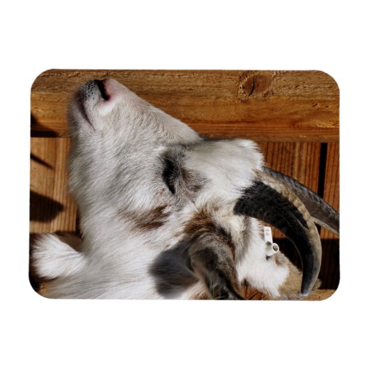 MAGNET FLEXIBLE CHÈQUE CUTE (Horizontal)