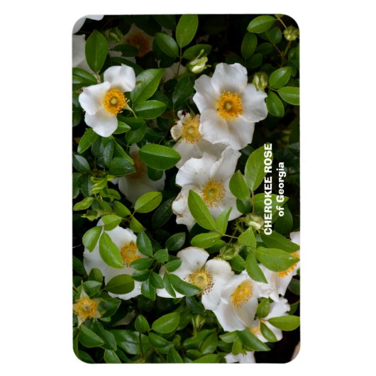 Magnet Flexible Cherokee Rose (Vertical)