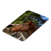 Magnet Flexible Cheval Amis Pour Toujours, Aimant Flexible (Côté Gauche)