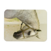 Magnet Flexible Cheval andalou grise (Horizontal)