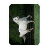 Magnet Flexible Cheval Appaloosa 1 (Vertical)