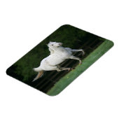 Magnet Flexible Cheval Appaloosa 1 (Côté Gauche)