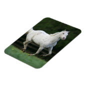 Magnet Flexible Cheval Appaloosa 1 (Côté Gauche)