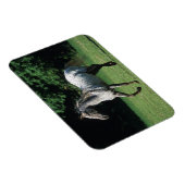 Magnet Flexible Cheval Appaloosa 2 (Côté Droit)