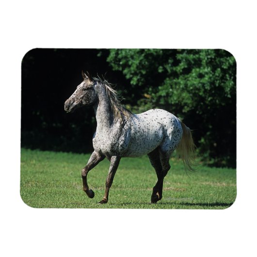Magnet Flexible Cheval Appaloosa 2 (Horizontal)