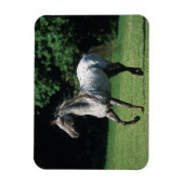 Magnet Flexible Cheval Appaloosa 2 (Vertical)