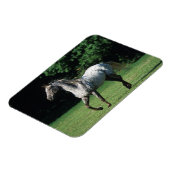 Magnet Flexible Cheval Appaloosa 2 (Côté Gauche)