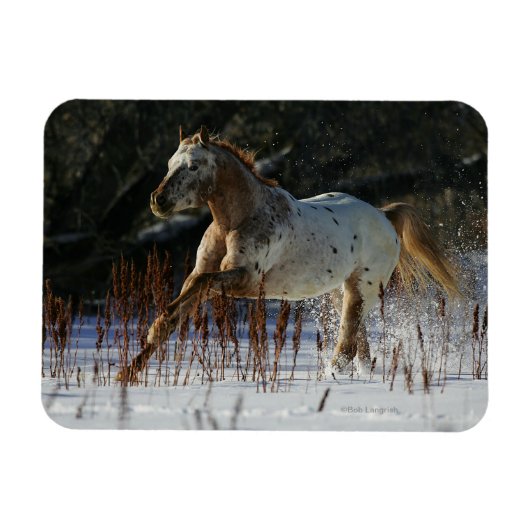 Magnet Flexible Cheval Appaloosa courant dans la neige (Horizontal)