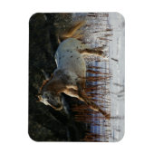 Magnet Flexible Cheval Appaloosa courant dans la neige (Vertical)