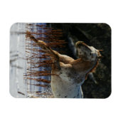 Magnet Flexible Cheval Appaloosa courant dans la neige (Horizontal)