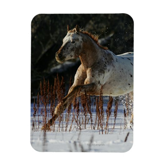 Magnet Flexible Cheval Appaloosa courant dans la neige (Vertical)
