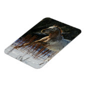 Magnet Flexible Cheval Appaloosa courant dans la neige (Côté Gauche)