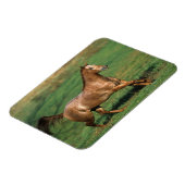 Magnet Flexible Cheval Appaloosa courant dans le champ de Grassy (Côté Gauche)