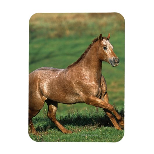 Magnet Flexible Cheval Appaloosa courant dans le champ de Grassy (Vertical)