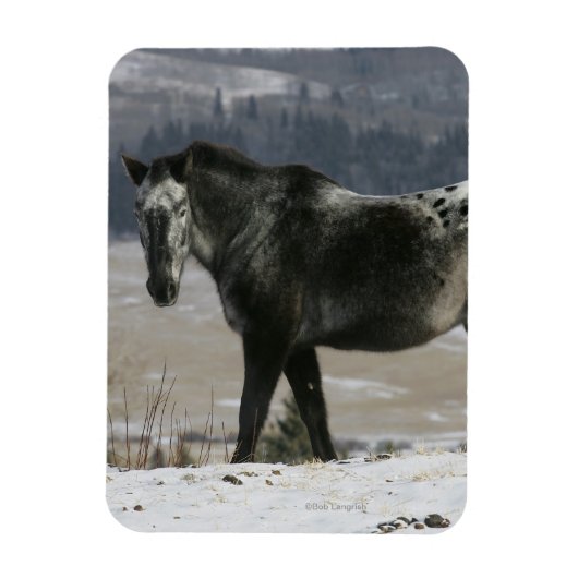 Magnet Flexible Cheval Appaloosa dans la neige (Vertical)