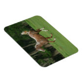 Magnet Flexible Cheval Appaloosa en course (Côté Droit)