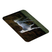 Magnet Flexible Cheval arabe 1 (Côté Droit)