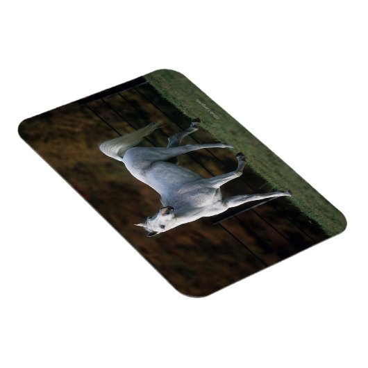 Magnet Flexible Cheval arabe 1 (Côté Droit)