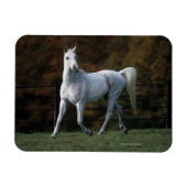 Magnet Flexible Cheval arabe 1 (Horizontal)