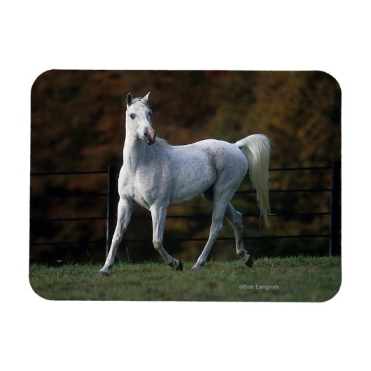 Magnet Flexible Cheval arabe 1 (Horizontal)