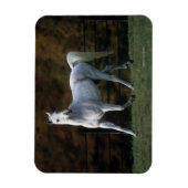 Magnet Flexible Cheval arabe 1 (Vertical)