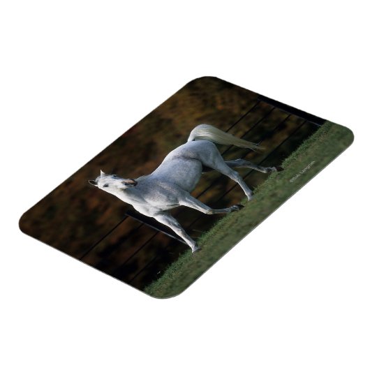 Magnet Flexible Cheval arabe 1 (Côté Gauche)