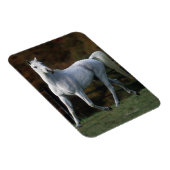 Magnet Flexible Cheval arabe 1 (Côté Droit)