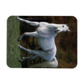 Magnet Flexible Cheval arabe 1 (Horizontal)