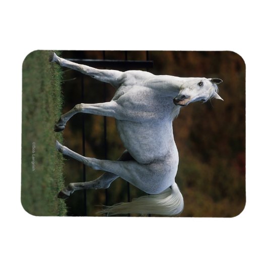 Magnet Flexible Cheval arabe 1 (Horizontal)