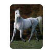 Magnet Flexible Cheval arabe 1 (Vertical)