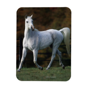 Magnet Flexible Cheval arabe 1