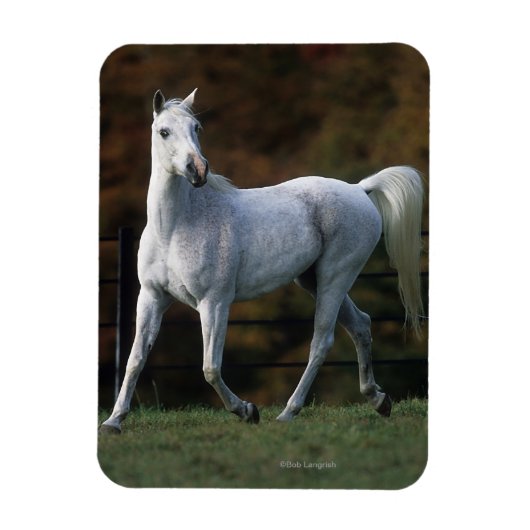 Magnet Flexible Cheval arabe 1 (Vertical)
